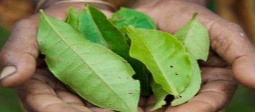 Un estudo alerta que a desaparición das linguas nativas ameaza o coñecemento ancestral das plantas medicinais